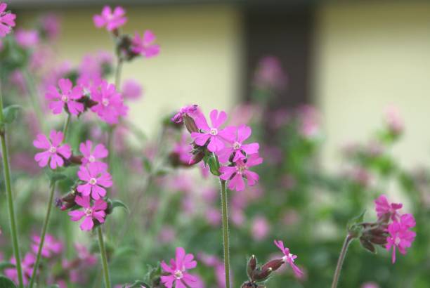 istock Park forest with flowers and flowering trees 1154609302