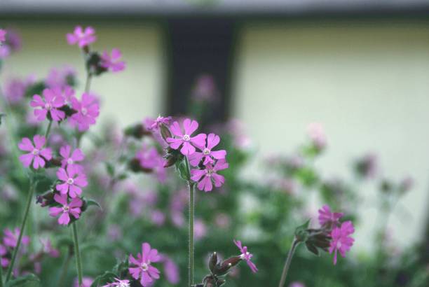 istock Park forest with flowers and flowering trees 1154609366