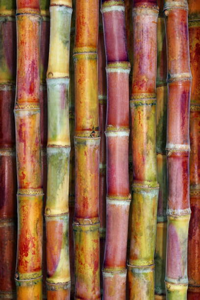 zuckerrohr frisch, rohr hintergrund top-ansicht, zuckerrohr frischen hintergrund, zuckerrohr landwirtschaft - cut sugar cane stock-fotos und bilder