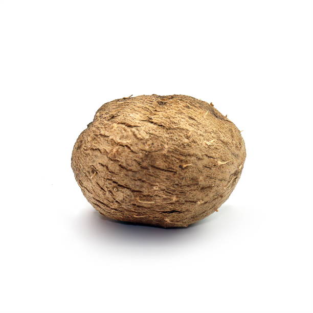 istock Dioscorea, Mun-Neb (Thai word), Fresh Dioscorea tuck, Dioscorea slats root isolated on white background, Rubeola fotografie 1154610930