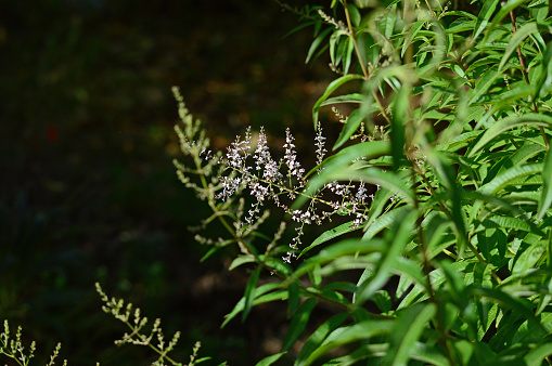 Lemon Verbena Flowers, Lemon Beebrush, Aloysia Citrodora