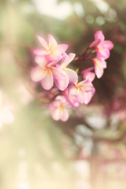 istock Plumeria flower pink 1154614358