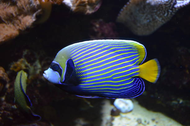 istock Tropical fish in aquarium 1154614482