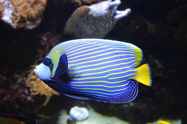 istock Tropical fish in aquarium 1154614489