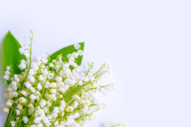 istock flowers lily of the valley 1154614601