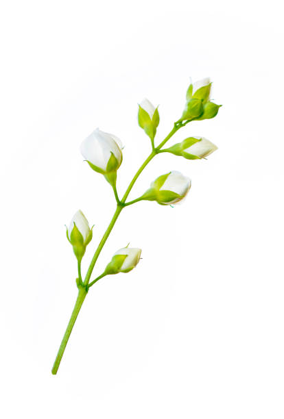 istock jasmine flowers isolated on white background. 1154614608