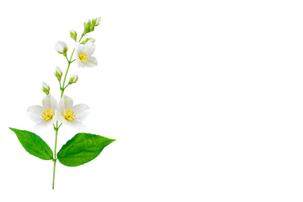 istock jasmine flowers isolated on white background. 1154614638