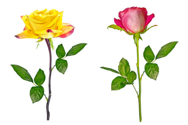 istock Flower roses on a white background 1154614782