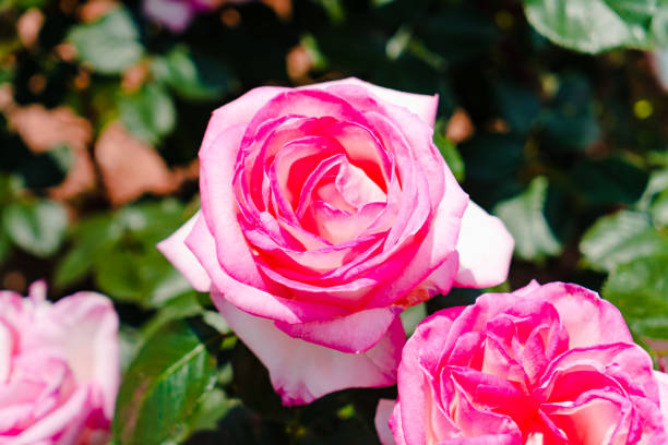 istock Rose in the garden, in Japan. 1154615227