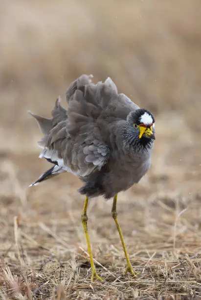 Photo of African Wattled Plover,Masai Mara,Kenya,Africa