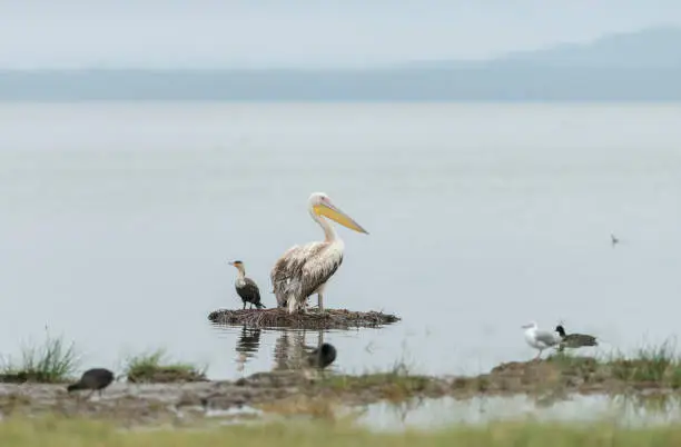 Photo of Pelican and Cormorant at Lake Nakuru,Kenya,Africa