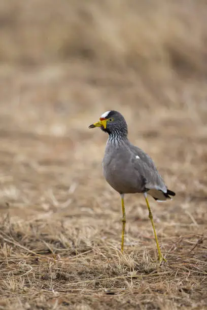 Photo of African Wattled Plover at Masai Mara,Kenya,Masai Mara