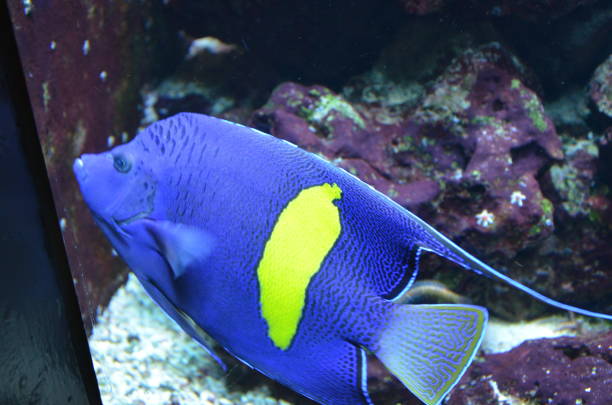 istock Tropical fish in aquarium 1154616671