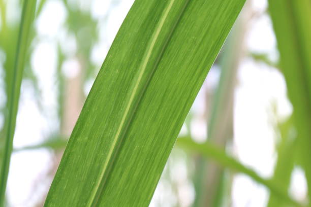 istock Sugar cane leaves fresh green close-up, Sugarcane tree 1154617345