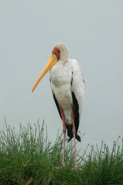 Photo of Yellow-billed Stork at lake nakuru,Kenya,Africa