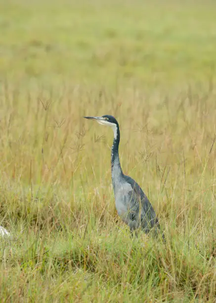 Photo of African Grey Heron at Lake Nakuru,Kenya,Africa