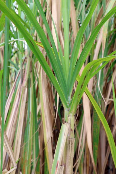 istock Sugarcane tree plantation, Sugarcane leaves fresh green close-up 1154617446