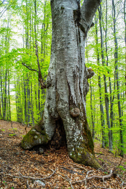 istock Wet road in the forest in overcast day 1154618094