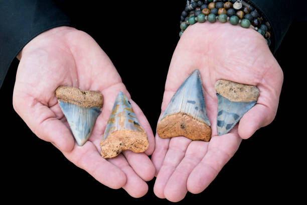 istock Collection of Colorful Fossilized Great White Shark Teeth 1154619758