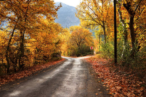 dirt forked country road with colorful autumn leaves and trees in forest Landscape image of dirt forked country road with colorful autumn leaves and trees in forest of Mersin, Turkey fork in the road stock pictures, royalty-free photos & images