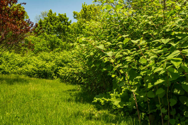 knotweed japonês (japonica de reynoutria) - new zealand fotos - fotografias e filmes do acervo