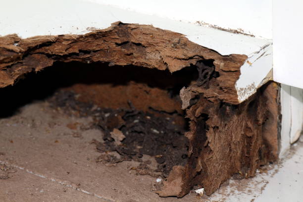nesttermit, hintergrund von nesttermit, beschädigtem holz, das von termiten oder weißer ameise gefressen wird (selektiver fokus) - termite soil stock-fotos und bilder