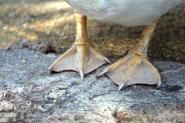 istock paw duck, duck leg (selective focus) 1154622230