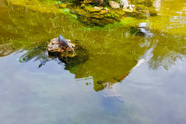 le héron vert (butorides virescens)-parc national de la péninsule de zapata/zapata swamp, cuba - virescens photos et images de collection