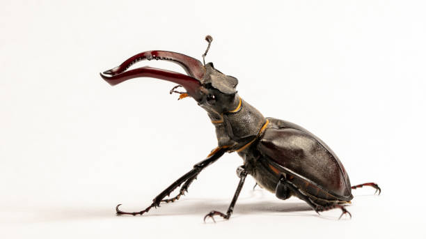 istock large stag beetle, studio photography 1154626928