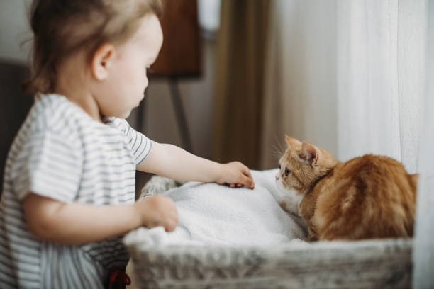 istock Child playing with cat at home. Kids and pets. 1154628297