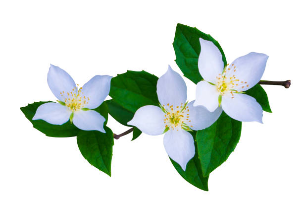 istock jasmine flowers isolated on white background 1154628471