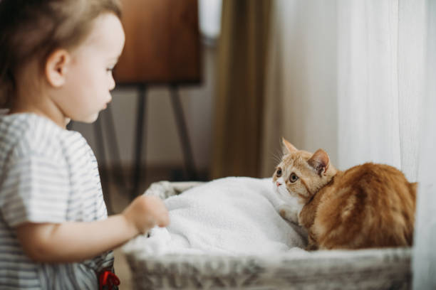 istock Child playing with cat at home. Kids and pets. 1154629107