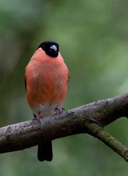 istock A male eurasian bullfinch bird 1154629199