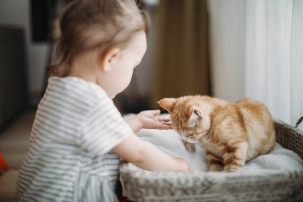istock Child playing with cat at home. Kids and pets. 1154629215