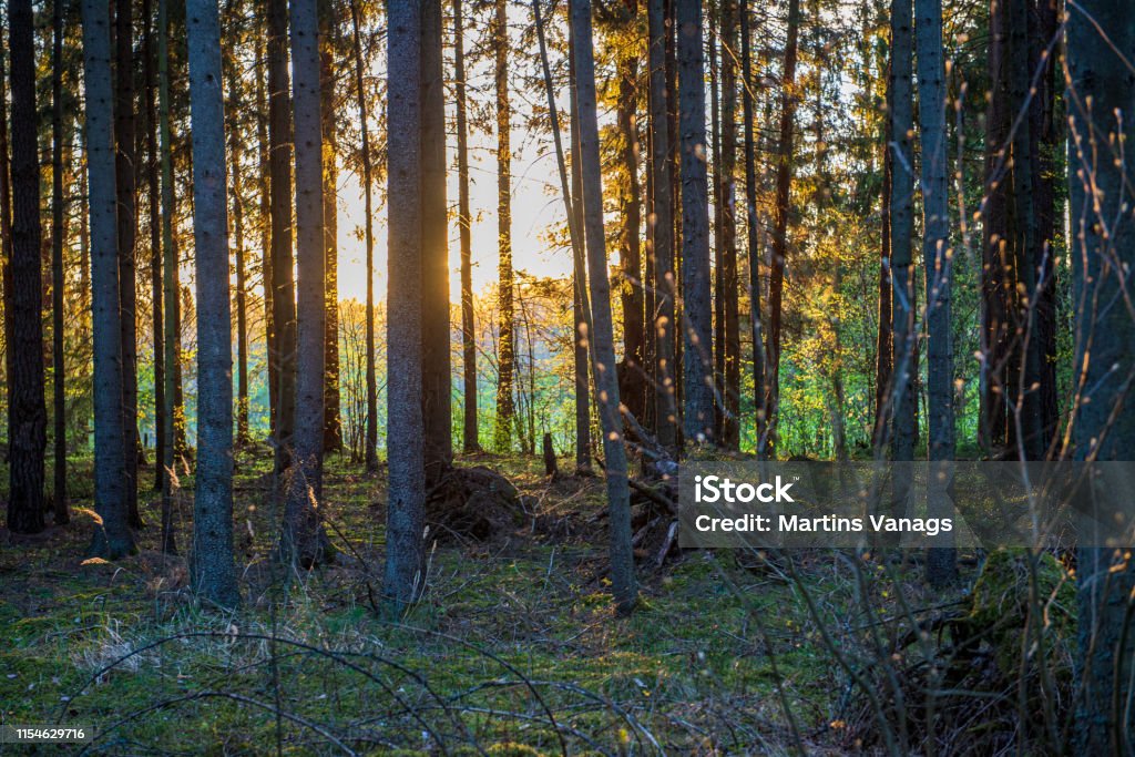 Rhythm Patterns Tree Tree Trunk Texture Wall In Forest With Rhythm Pattern Stock Photo ...