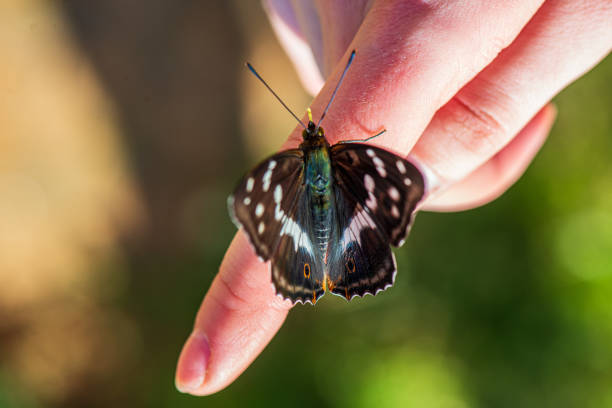 istock butterfly resting on human hand in summer sun 1154629769