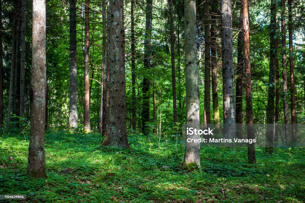 Rhythm Patterns Tree Tree Trunk Texture Wall In Forest With Rhythm Pattern Stock Photo ...