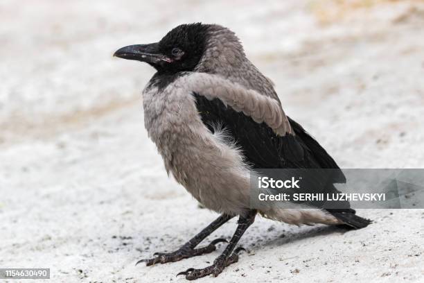 Im Sand Steht Eine Junge Graue Krähe Nahaufnahme Stockfoto und mehr Bilder von Ast - Pflanzenbestandteil - Ast - Pflanzenbestandteil, Auge, Baum