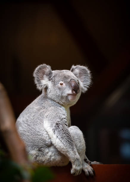 istock A portrait image of wild koala sitting on a tree 1154630601