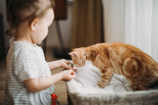 istock Child playing with cat at home. Kids and pets. 1154631798