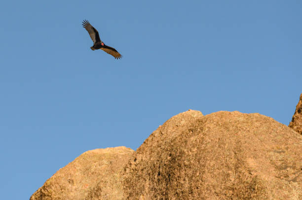 istock California Condor Spys a Landing Spot 1154635519