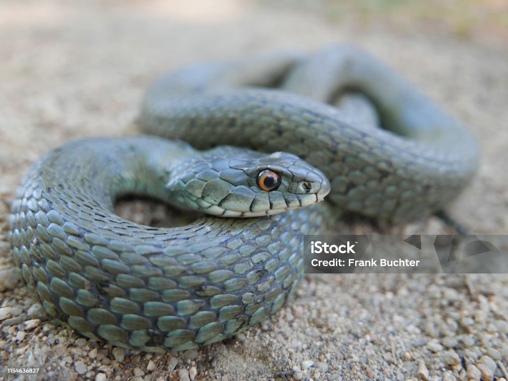 Chụp Cận Cảnh Đầu Của Một Con Rắn Natrix Astreptophora Rắn Cỏ Bị ...