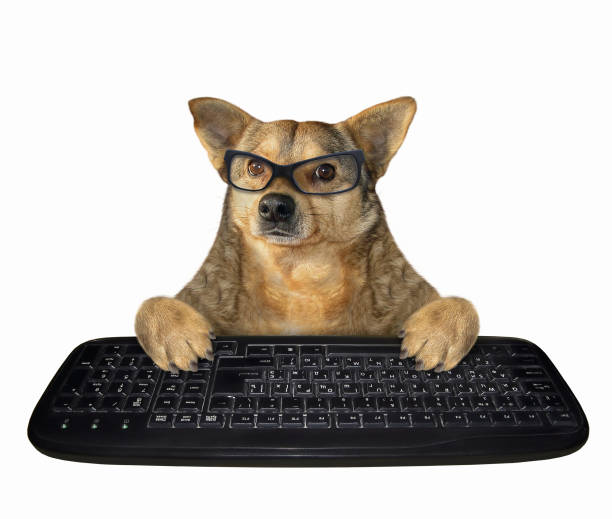 istock Dog in glasses with a black keyboard 1154637043