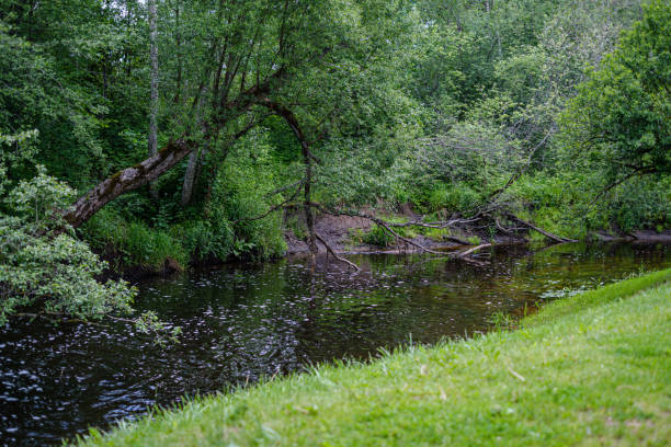 istock river in summer green shores with tree reflections in water 1154637416