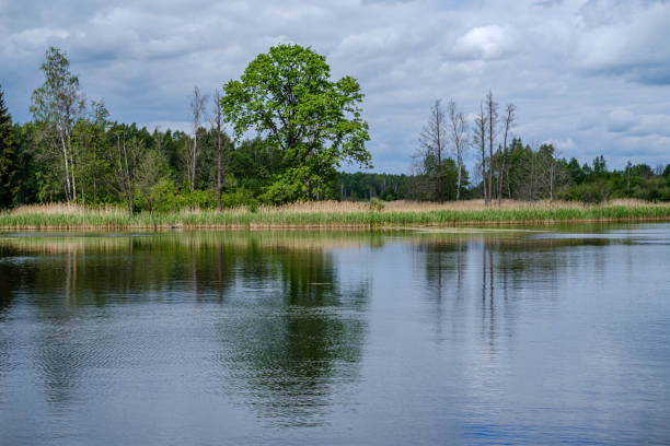 istock river in summer green shores with tree reflections in water 1154637448