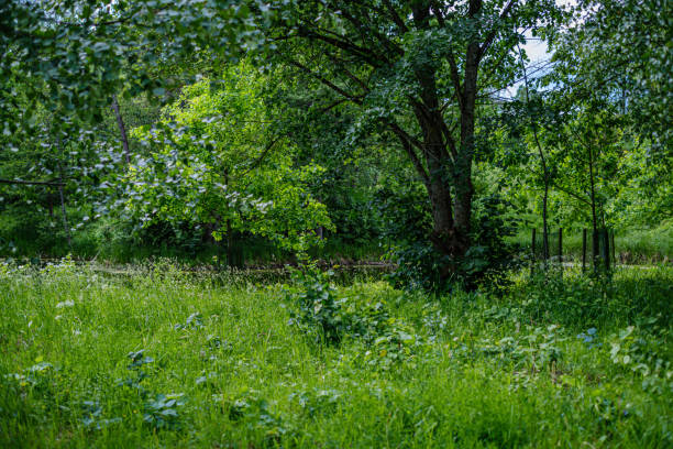 istock green countryside scenery with green meadows and trees in summer 1154637449