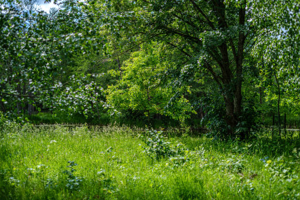 istock green countryside scenery with green meadows and trees in summer 1154637453