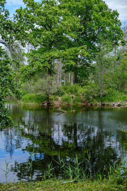 istock river in summer green shores with tree reflections in water 1154637456