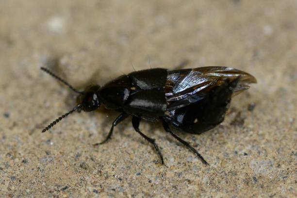 escarabajo rove - asnillo fotografías e imágenes de stock