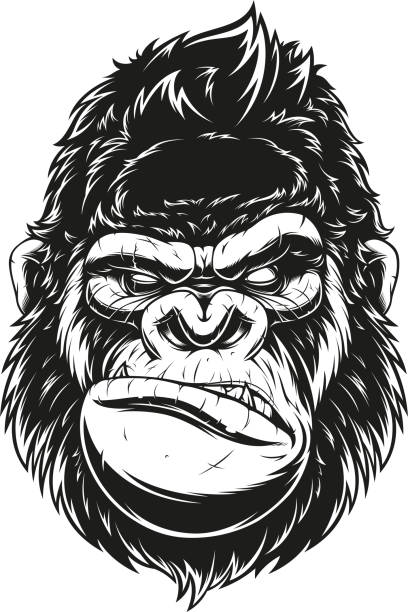 ferocious gorilla head Vector illustration, ferocious gorilla head, on a black background. angry monkey stock illustrations